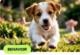 Young puppy outdoors